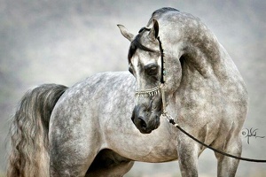 Arabian horse 0