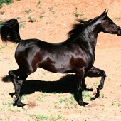 Arabian horse 1