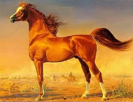 Arabian horse 2