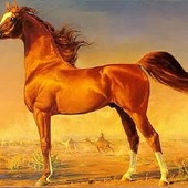Arabian horse 2