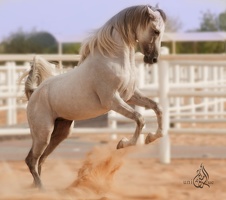 Arabian horse 3