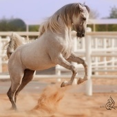 Arabian horse 3