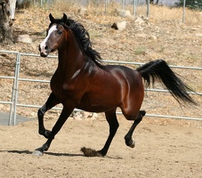 Arabian horse 5