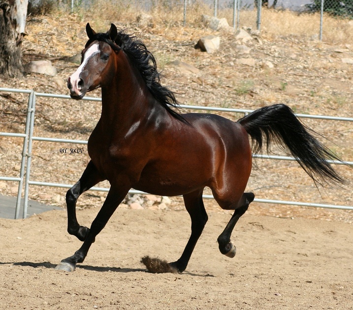 Arabian_horse_5.jpg