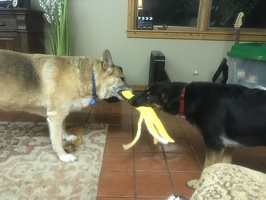 Dogs at play