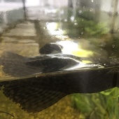 Placostamus fish floating upside-down