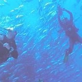 904816-SCUBA_diving-Sharm_El_Sheikh.jpg