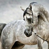 Arabian horse 0