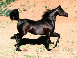 Arabian horse 1