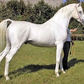Arabian horse 4