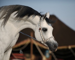 Arabian horse 7