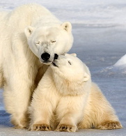 bear5