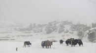 Nepal-Annaurna Cirucit Yaks