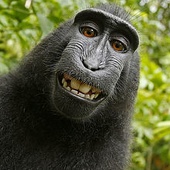 Monkey Taking a Selfie