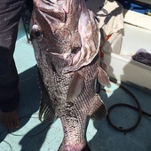 ^_CHRISSY'S Dhufish 19kg.jpg