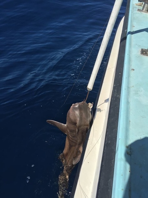 Port Jackson Shark CHRISSY caught.jpg