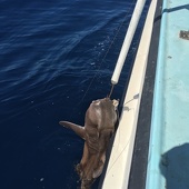 Port Jackson Shark CHRISSY caught