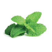 Peppermint_plant.png