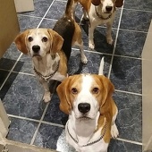 RandomScientist's Beagles