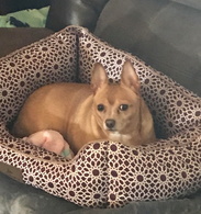 Coco (Txwrangler's dog ) 