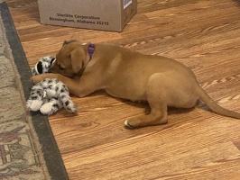 Tikka and her lovey