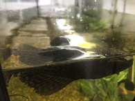 Placostamus fish floating upside-down
