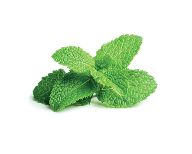 Peppermint_plant.png